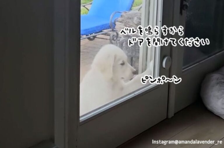 お家に入りたいときにはドアベルを鳴らす賢いゴールデンレトリバーの子犬