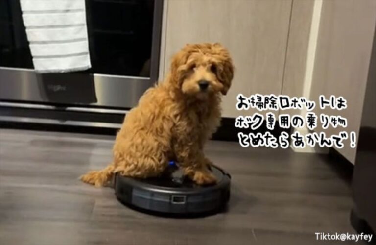 お掃除ロボットはボクの乗り物。止まると自分で動かしてまで乗りこなす犬