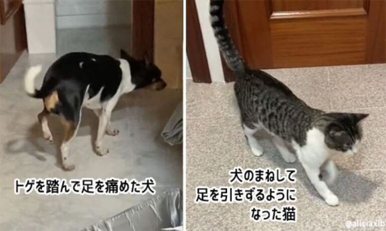 なるほどそれか。足を怪我した犬がやさしくされているのを見て、足を引きずるようになった猫