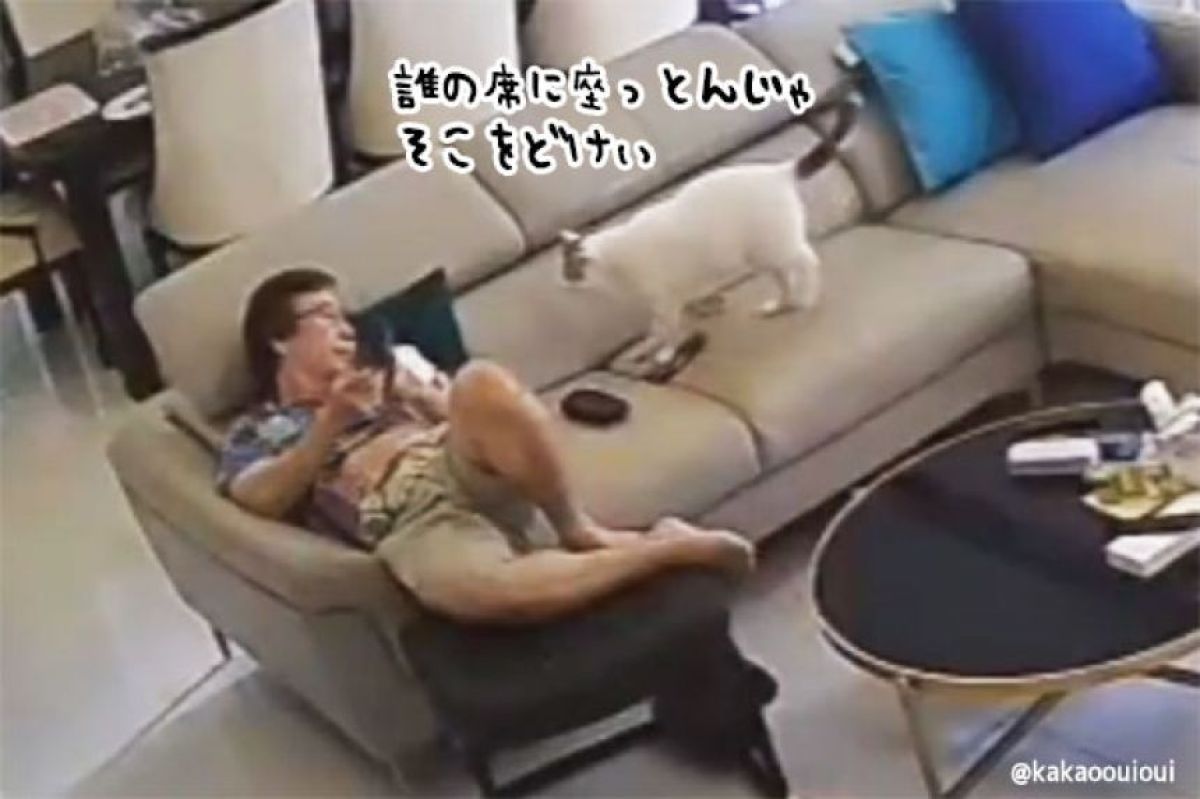 猫ファーストのお宅の日常、猫が来たら席を譲るのが当たりまえ編