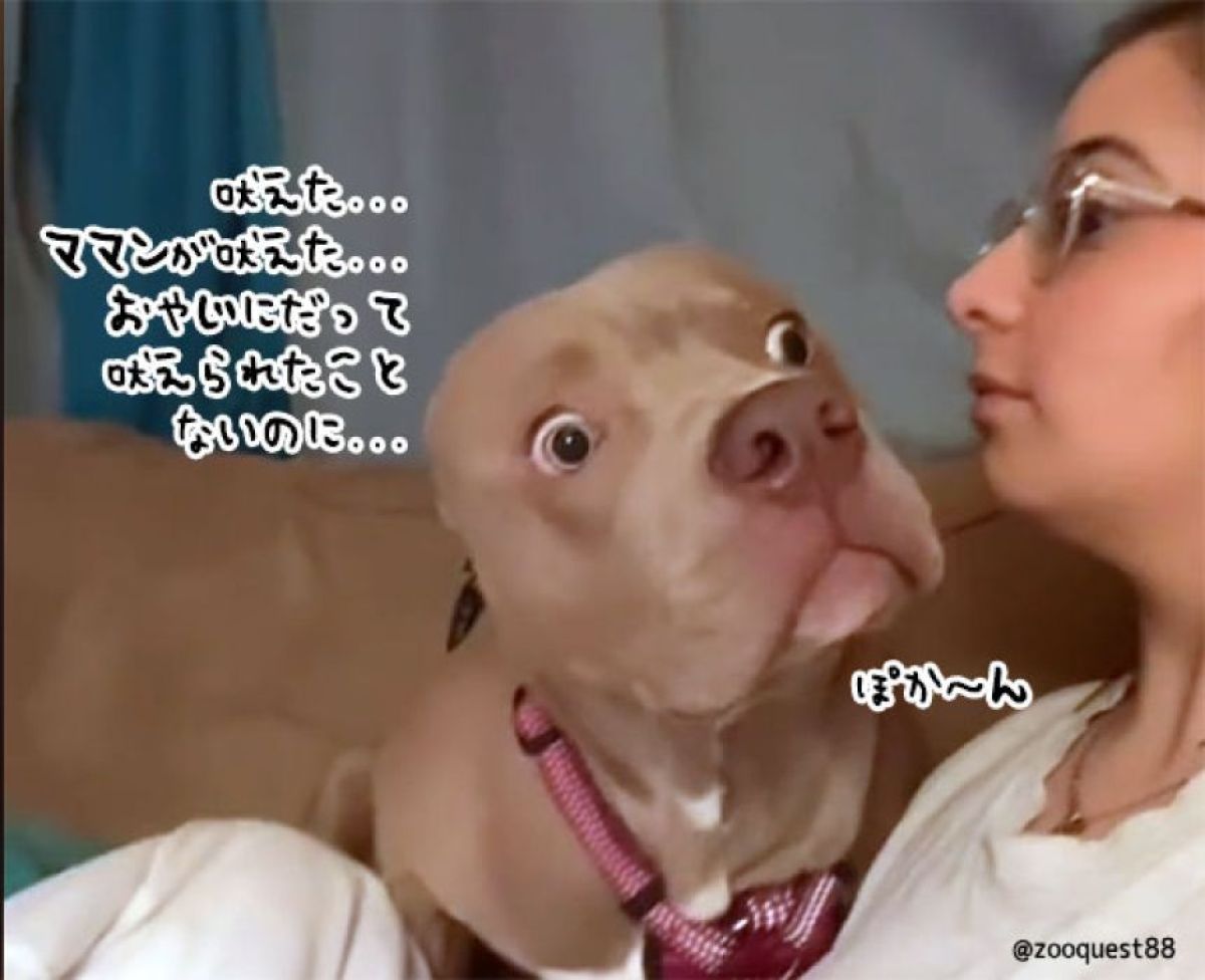 愛犬に吠えるとどんな反応を見せるのか？みんな違ってみんなびっくり！