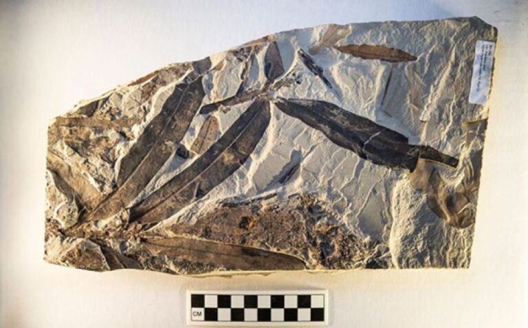 4700万年前の植物化石、人類が知るどれとも違う「エイリアン植物」だった