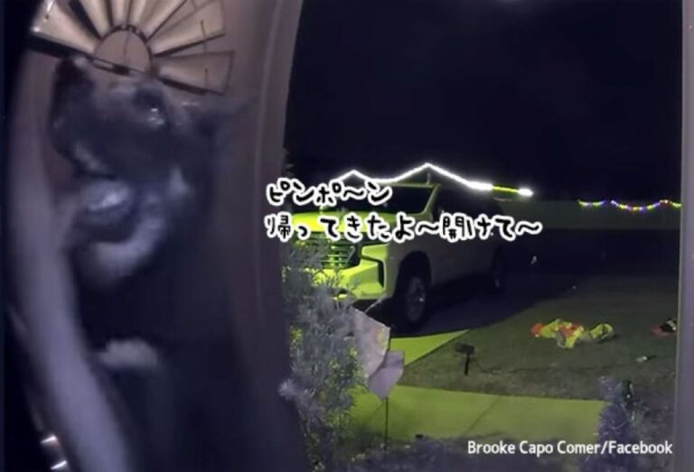 深夜に玄関ベルを鳴らしていたのは、行方不明の犬だった！感動のクリスマスイブ