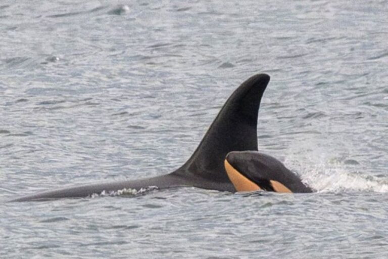 うれしいニュース、亡き我が子を17日間抱いて泳いでいたシャチの母に新たな赤ちゃんが誕生！