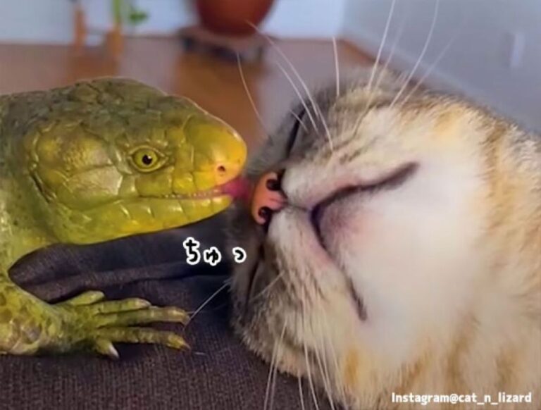 ネコトカゲキス。大好きなトカゲに朝のキスを贈るのが日課となっている猫