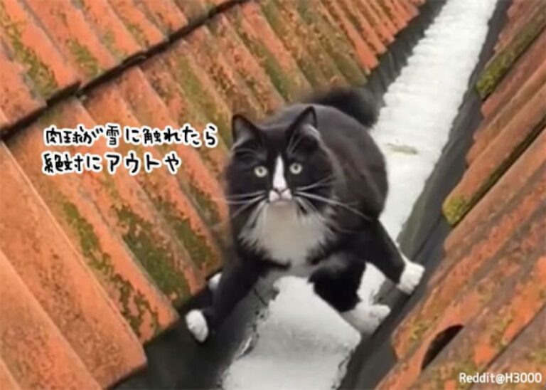 絶対に雪の上を歩きたくない。でも友達には会いたい。猫が編み出した冬の歩行スタイル積雪回避ver.