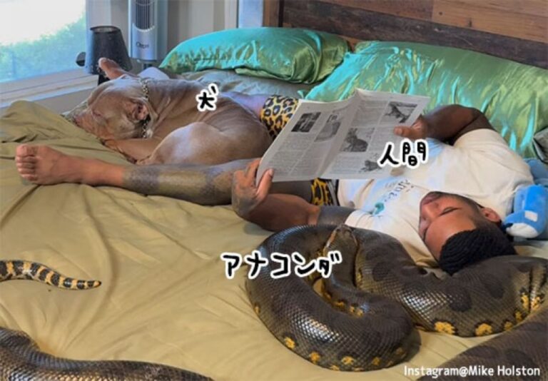 犬とアナコンダと私、仲良く添い寝をするの～って大丈夫なのか？