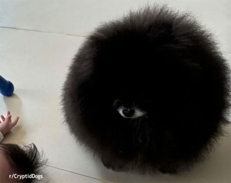 一つ目黒モフとな！？画像加工一切なし、実在する生物なんです！