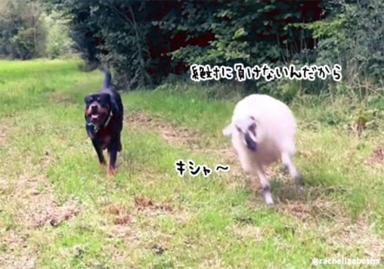 絶対に負けない！犬と一緒に育った羊の犬化が進み過ぎると、ライバル心を抱くようになる