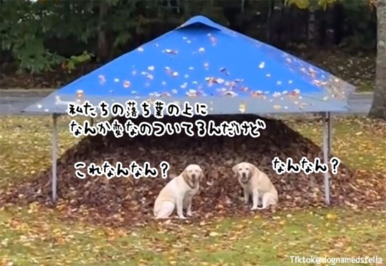 犬たちが愛する落ち葉を守るため、飼い主が本気をだした！だが犬は納得いかない様子