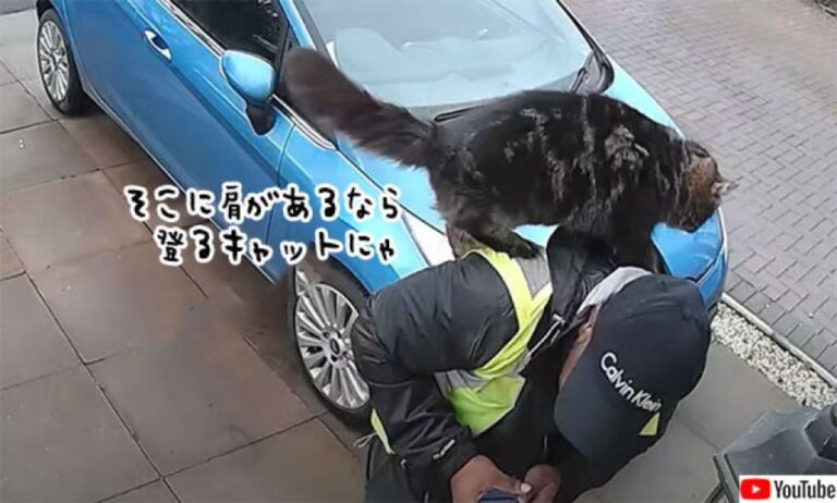 全肩を制覇したい猫。配達員の肩に飛び乗って驚かせるの巻