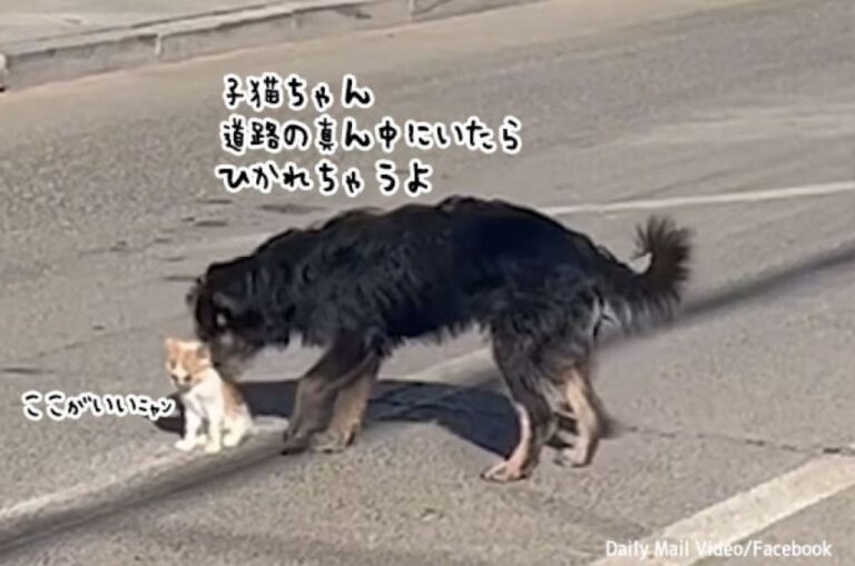 危ないよ！道路の真ん中にいる子猫が心配なあまり、安全な場所に運ぶやさしい犬