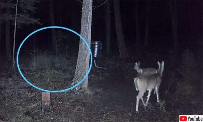 オオカミの幽霊？ふわっと白い物体が通り過ぎ、それを見つめる鹿たち