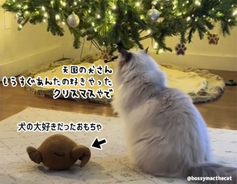 今は亡き犬のおもちゃをクリスマスツリーの前に運び、思いにふける猫の姿に涙