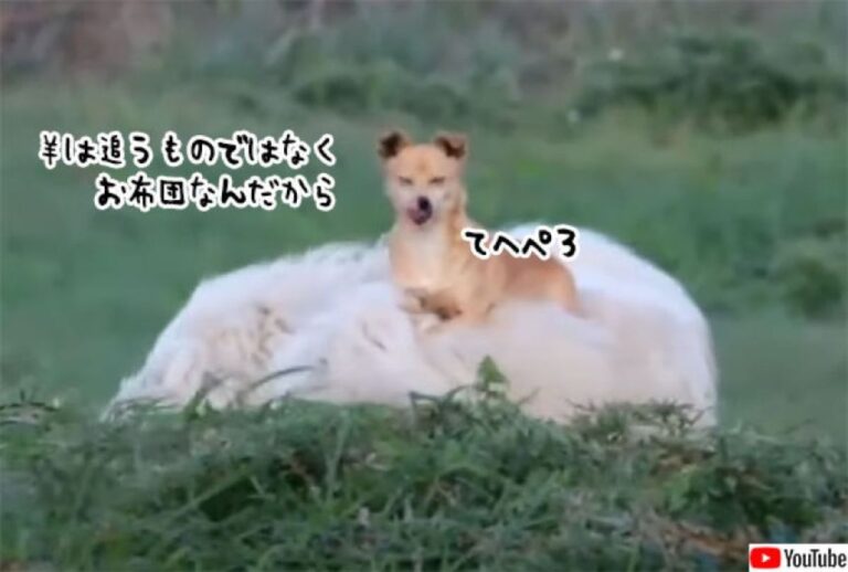 羊を追えとな？羊はお布団でしょ。上に乗ってくつろぐ犬