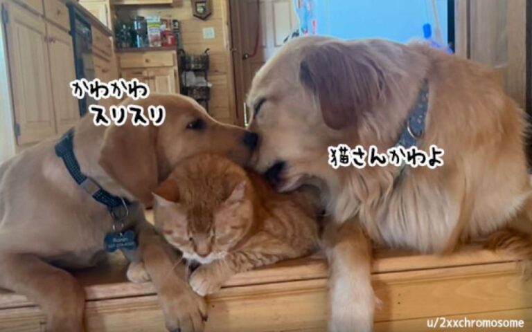 猫を溺愛する2匹の犬。大好きがとまらない！