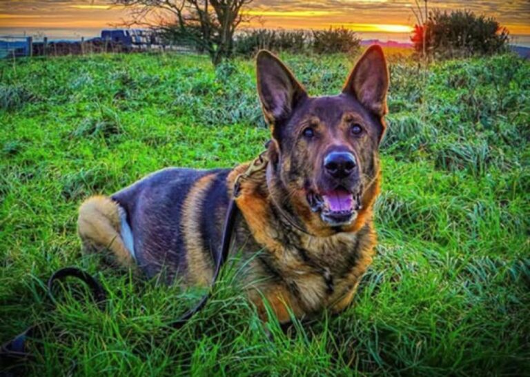 人を救いたい心は消えない！引退した警察犬が手術後の散歩中に行方不明者を発見