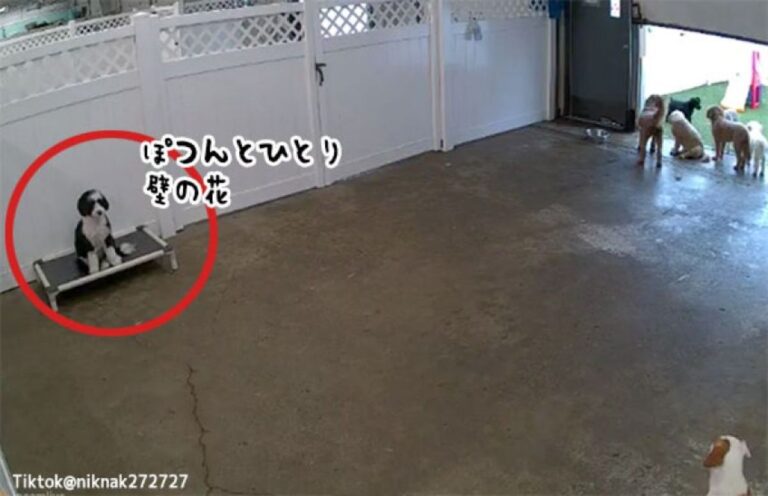 ひとりじゃ寂しかろうと犬の保育園に行かせたところ、内向的すぎて壁の花となっていた愛犬