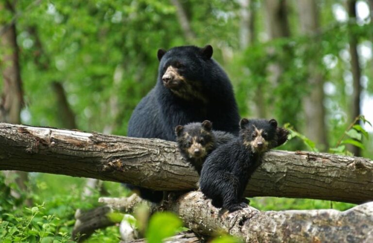 うれしいニュース。元気いっぱいに走る絶滅危惧種のメガネグマの子の姿を確認