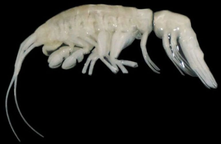 深海の奥深くの闇に潜む白いエイリアンのような、新種捕食生物が発見される