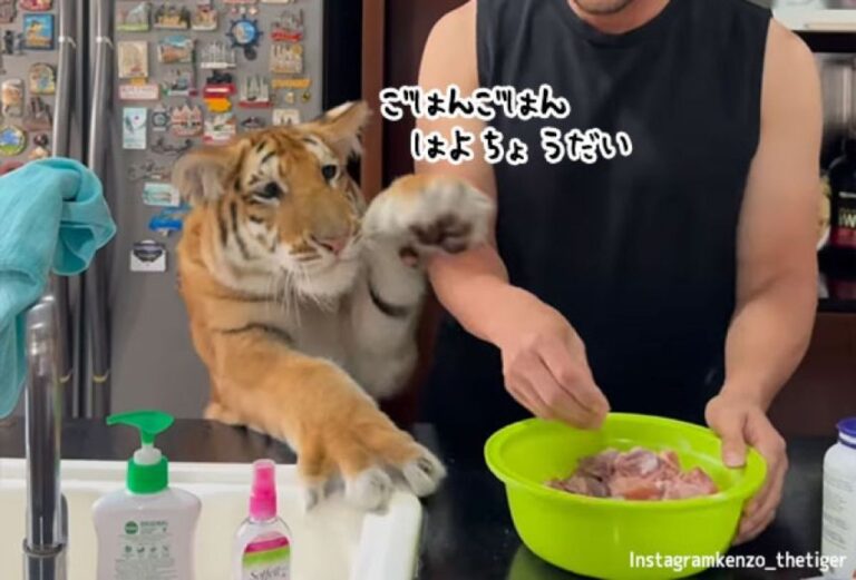 トラの子供がごはんをおねだりする姿が猫みたいでかわいい