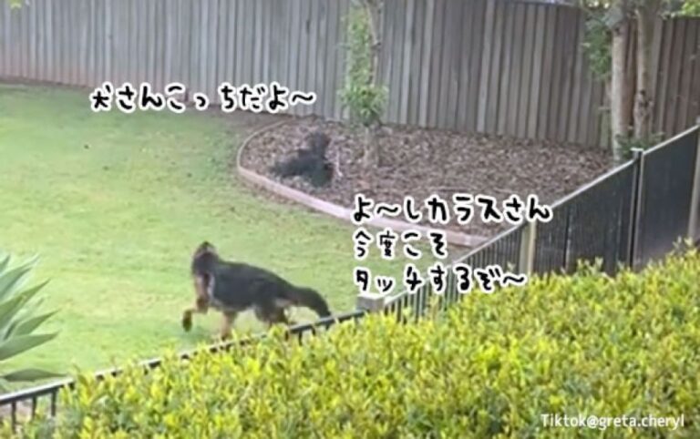 いつの間にか育まれた犬とカラスの友情。広い庭で仲良く追いかけっこ