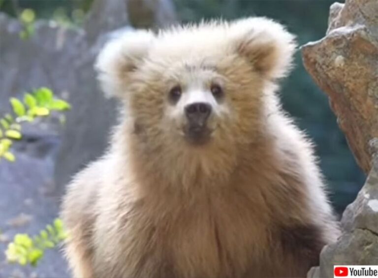 またしてもアイドル誕生！上海動物園の子グマのジュンジュン、ダッフィーそっくりだと人気沸騰