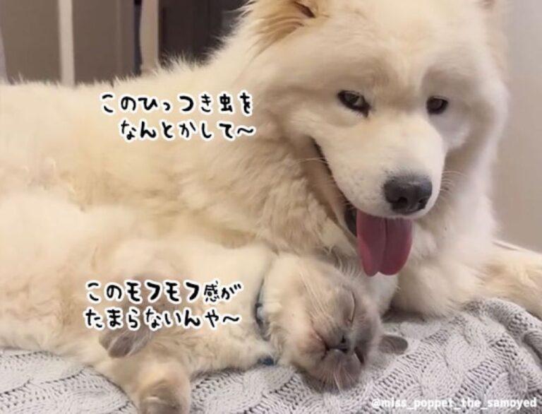 サモエド犬が好きすぎて引っ付き虫となったラグドール猫、どこにいってもぺったりんこ