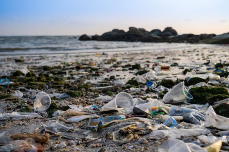 イカの骨と綿で作ったスポンジがマイクロプラスチックの99.9%を吸収除去！