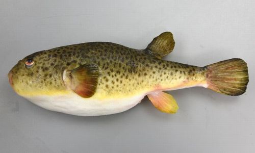 鳥取県の業務スーパー、間違って毒を処理してないフグを販売　→　保健所が購入者からの回収を試みても失敗　→　その後、まさかの超展開に……