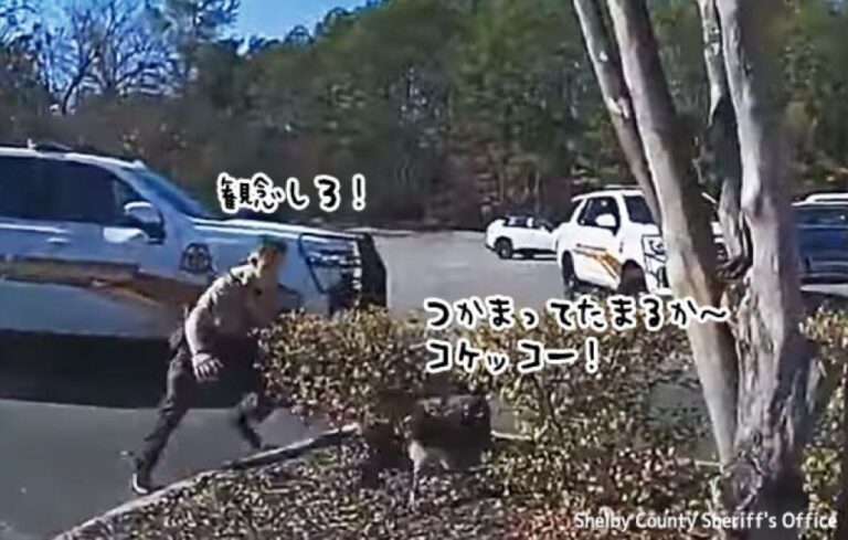 ほのぼの警察24時、一方アメリカでは警官がニワトリと追いかけっこ