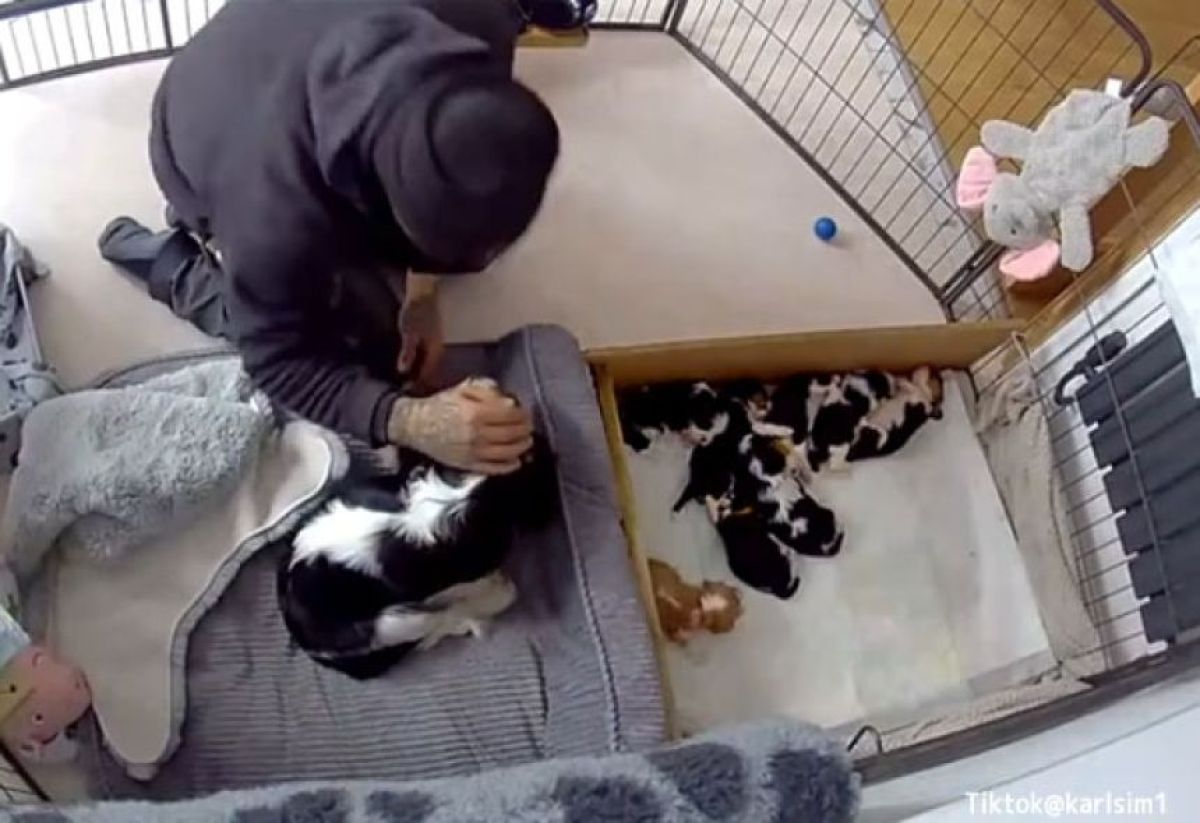 心優しき配管工、脱走した子犬を元に戻し、母犬をねぎらう