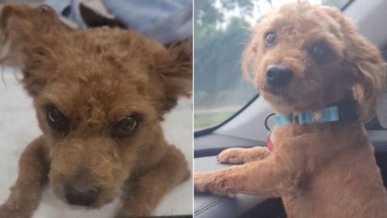 飼い主が心臓発作で突然車内で死亡。数日間車に閉じ込められた犬がトラウマから立ち直るまで