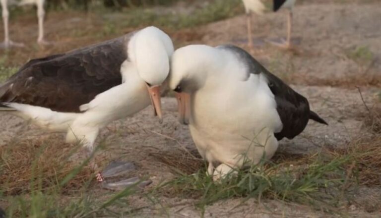 うれしいニュース。世界最高齢のコアホウドリ、74歳で新たな伴侶の卵を産む