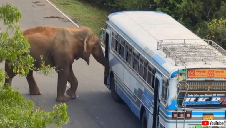 むしろ通りたい！スリランカには象が通行料を徴収する「関所」がある