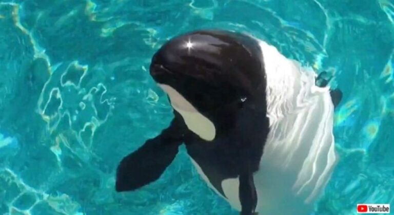 得意技は逆さ泳ぎ！白黒模様のパンダみたいなイルカ「イロワケイルカ」