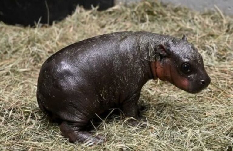 ネットで人気のムーデンにライバル誕生？アメリカでかわいいコビトカバの赤ちゃんが誕生