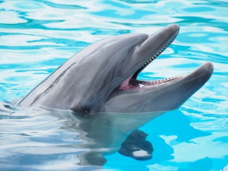 孤独なイルカは独り言をいう。デンマークでひとりしゃべり続けるイルカを発見