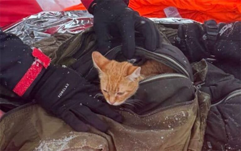 雪山で遭難した男性の命を救ったのは、懐の中で温め続けていた愛猫だった