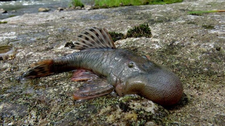 うれしいニュース、ペルーの熱帯雨林で27種の新種が発見される