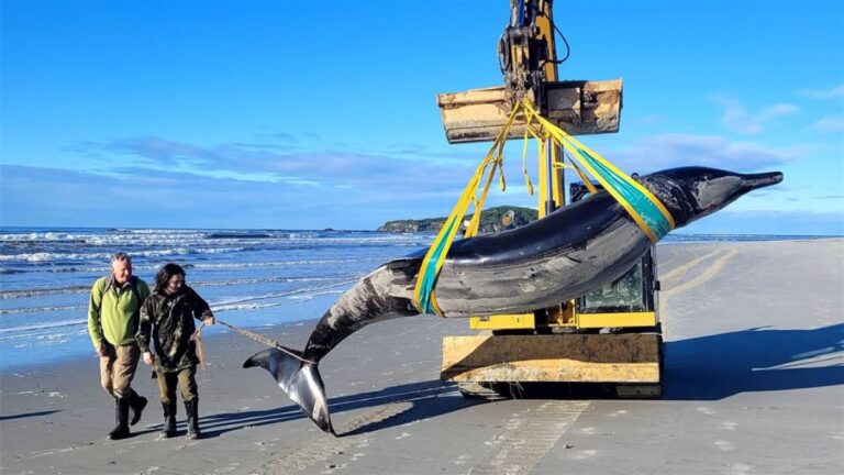 世界で最も希少なクジラ「バハモンドオウギハクジラ」には胃袋が9つもあった！