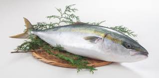 今年は寒ブリが超絶大漁！！ 漁港「船に積めないレベル」