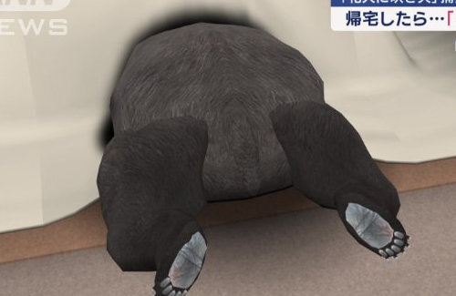 茶の間のコタツに頭を突っ込んでいたクマ、麻酔で眠らされ「現場での判断」により山に放たれる
