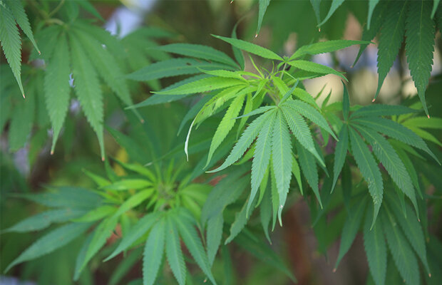 「なんかあそこ大麻みたいな匂いする」⇒調べてみたら大量に見つかり逮捕