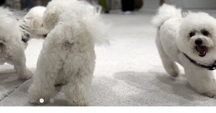 タイミーにて「犬にクリスマスソングを聴かせる」だけで時給最強の光バイトが発見されるｗｗｗｗｗｗ