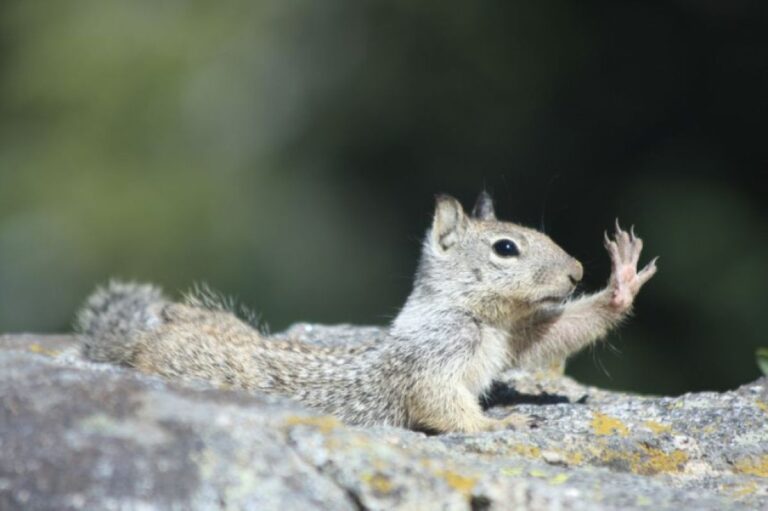 カリフォルニアで肉食リスの存在を確認、ネズミを捕食する姿に衝撃を受ける研究者