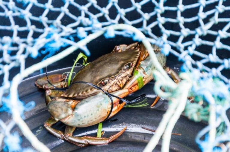 カニにも痛覚がある？最新研究で脳から痛みへの反応を確認