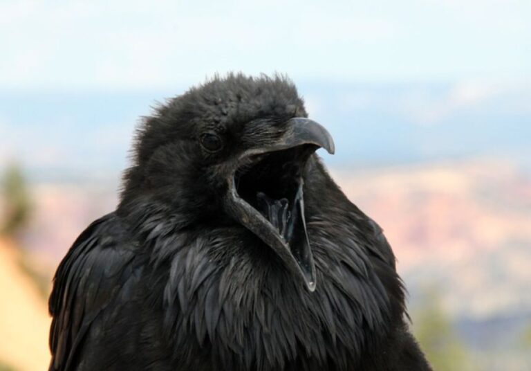 カラスを敵に回さない方がいい。カラスは人間に恨みを持つと17年忘れない