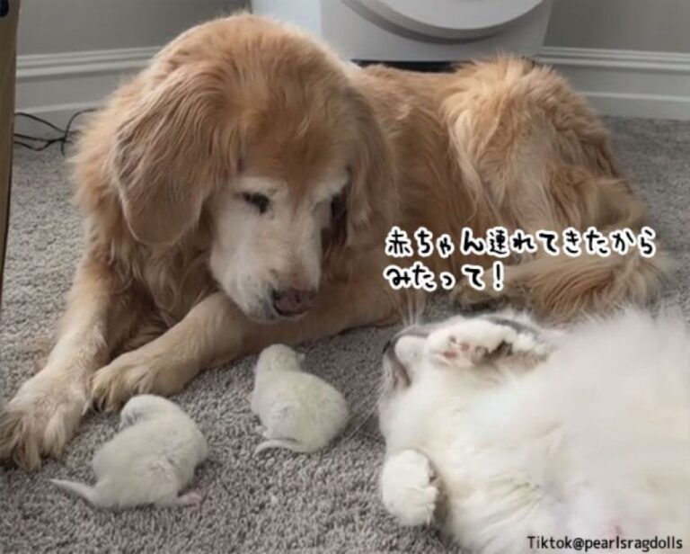 真っ先に見せたくて…大親友の犬に、生まれたばかりの我が子を運んできた母猫