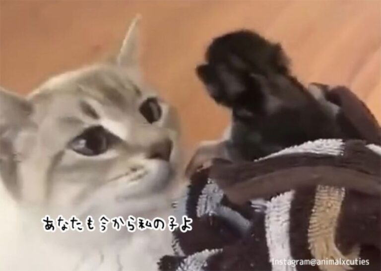 孤児の赤ちゃん猫を保護したところ、子育て中の飼い猫がすぐに我が子として迎え入れる